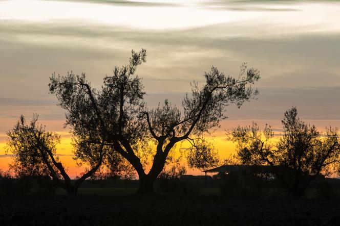 ελαιόδεντρο